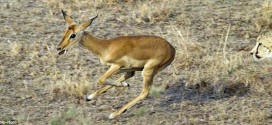 Τα τσιτάχ και το impala