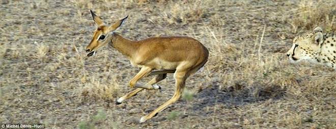 Τα τσιτάχ και το impala