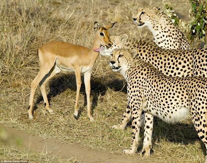 Cheetah and Impala